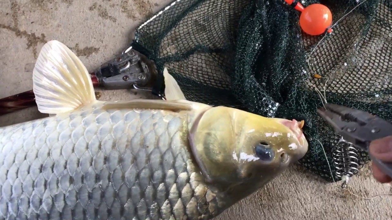 Câu Cá Chép & Cách Tự Làm Mồi Dụ Cá khiến cá không thể chối từ